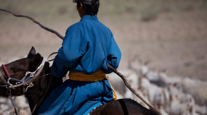FAIR cashmere herder