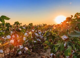 Mills and manufacturers who become members of the Trust Protocol have access to the its credit system to validate consumption of cotton and associated credits. © US Cotton Trust Protocol.