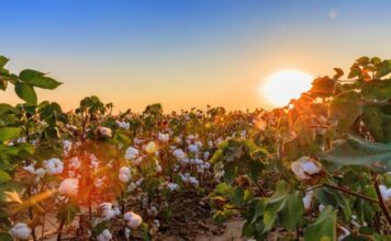 Ten US mills sign up to US Cotton Trust Protocol Mills and manufacturers who become members of the Trust Protocol have access to the its credit system to validate consumption of cotton and associated credits. © US Cotton Trust Protocol.