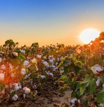 Mills and manufacturers who become members of the Trust Protocol have access to the its credit system to validate consumption of cotton and associated credits. © US Cotton Trust Protocol.