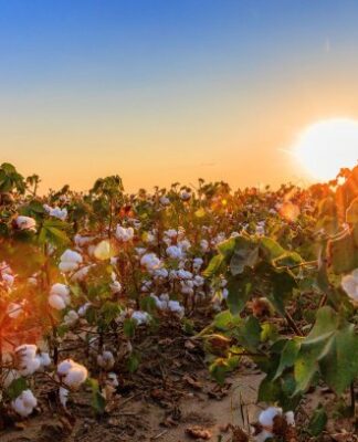 © U.S. Cotton Trust Protocol