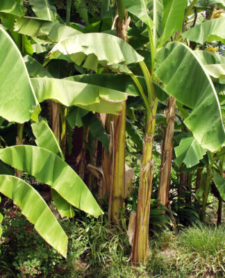 Bannana Plant © ArtEventET | Dreamstime.com
