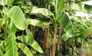 Bannana Plant © ArtEventET | Dreamstime.com
