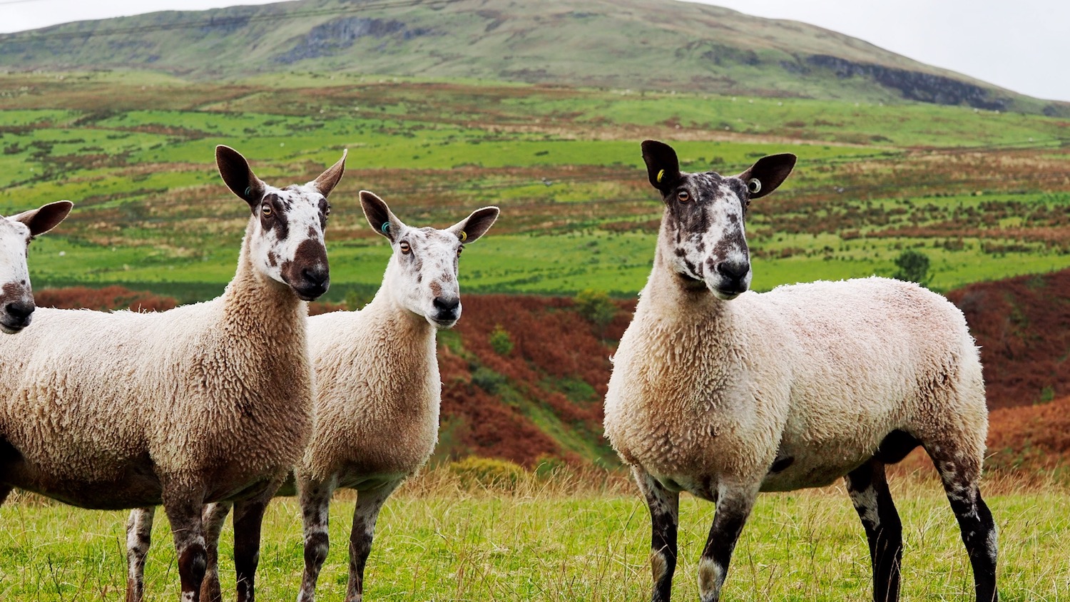 Bluefaced Leicester sheep. © Campaign for Wool