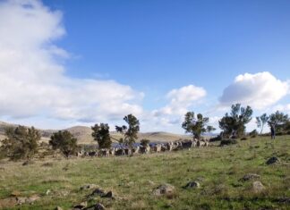 Trefuss Farm, Tasmania. © Campaign for Wool