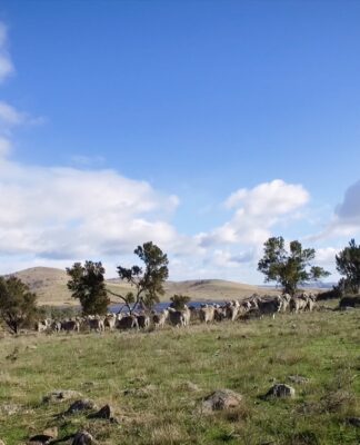 Trefuss Farm, Tasmania. © Campaign for Wool