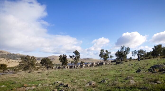 Trefuss Farm, Tasmania. © Campaign for Wool