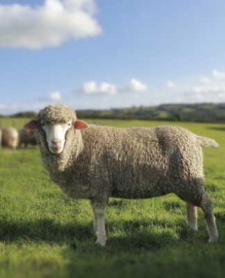 © The Campaign for Wool